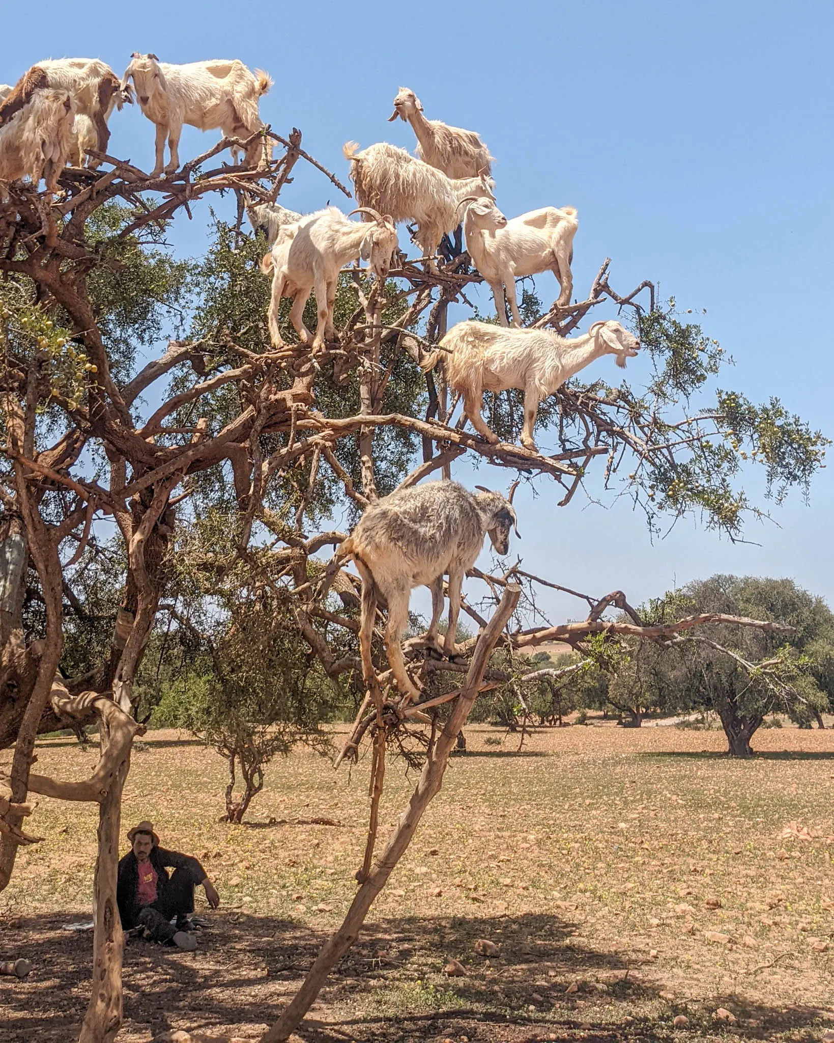 Essaouira goats