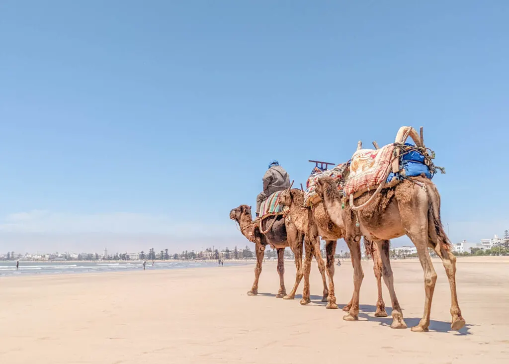 camels on beach in Essaouira