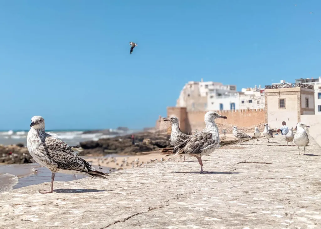 seagulls in Essaouira