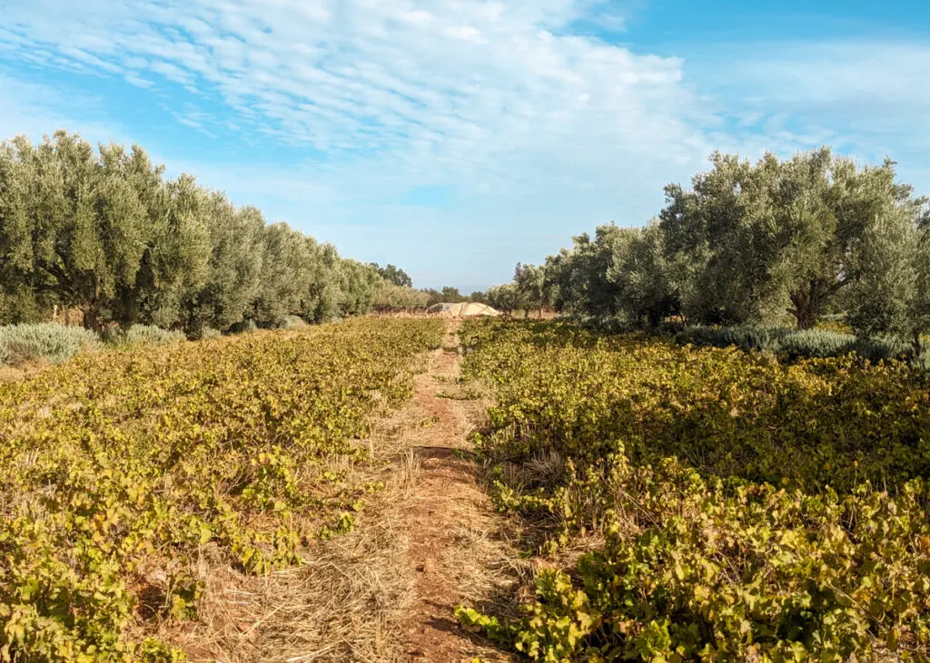 Val d'Argan Essaouira