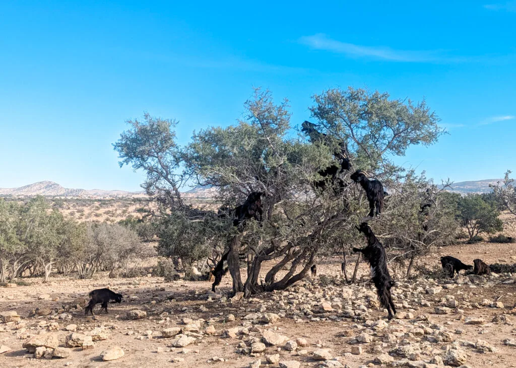 goats climbing trees in the Essaouira countryside