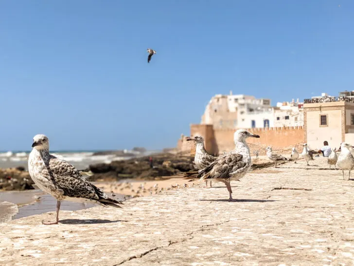 Essaouira in Lonely Planet Netflix film